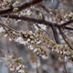 An early bloom in Washington, D.C., back in 2017.